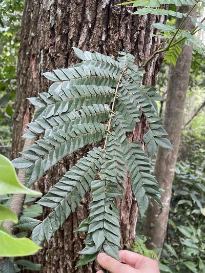 Archidendron clypearia, photographed by Yj
