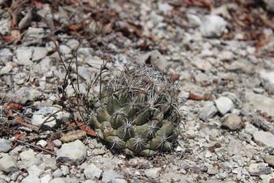 Coryphantha salinensis, photographed by Francisco Martínez González