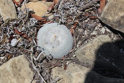 Epithelantha ilariae, photographed by Francisco Martínez González