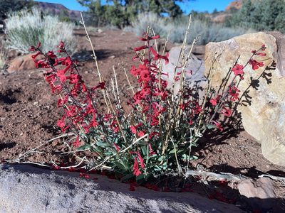 Penstemon utahensis, photographed by Robbie Hannawacker
