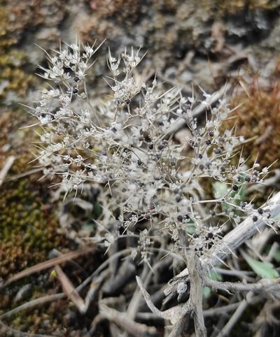 Teloxys aristata, photographed by Юлия