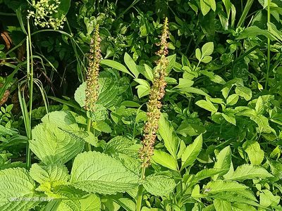 Coleus monostachyus