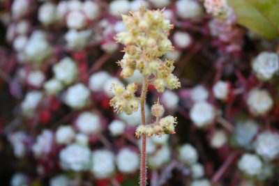 Heuchera pilosissima, photographed by Scott Loarie