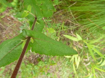 Eupatorium pilosum, photographed by cwarneke