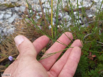 Psoralea restioides, photographed by Chris Vynbos
