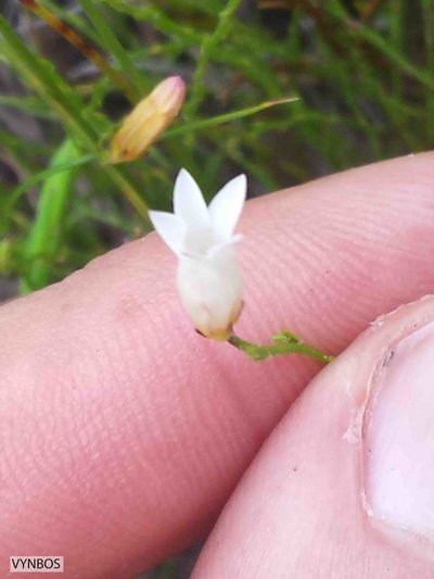 Siphocodon debilis, photographed by Chris Vynbos