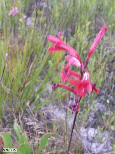 Tritoniopsis pulchra, photographed by Chris Vynbos