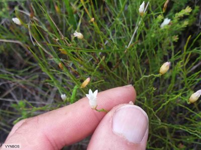 Siphocodon debilis, photographed by Chris Vynbos