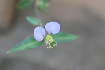 Commelina undulata, photographed by Vihansith Kulatunga