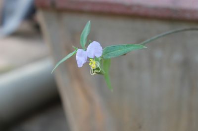Commelina undulata, photographed by Vihansith Kulatunga