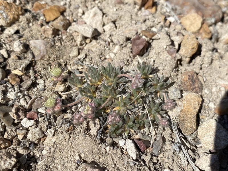 Eriogonum villiflorum, photographed by Matt Berger