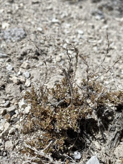 Artemisia pygmaea, photographed by Matt Berger