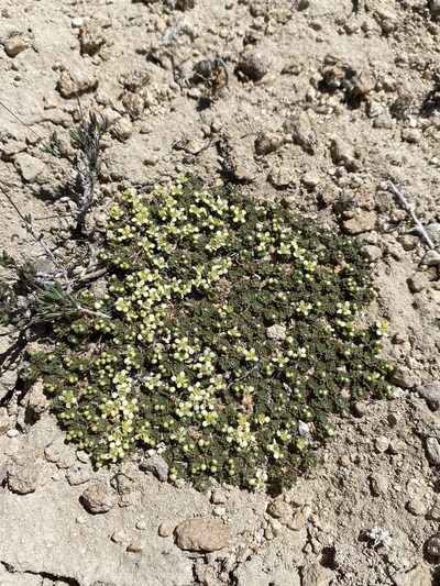 Lepidium nanum, photographed by Matt Berger