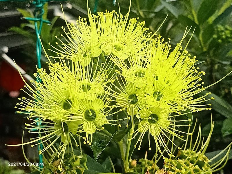 Xanthostemon chrysanthus, photographed by Ong Jyh Seng