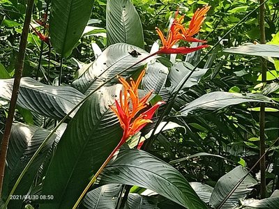 Heliconia psittacorum, photographed by Ong Jyh Seng