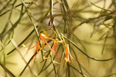 Amyema preissii, photographed by Rod Lowther