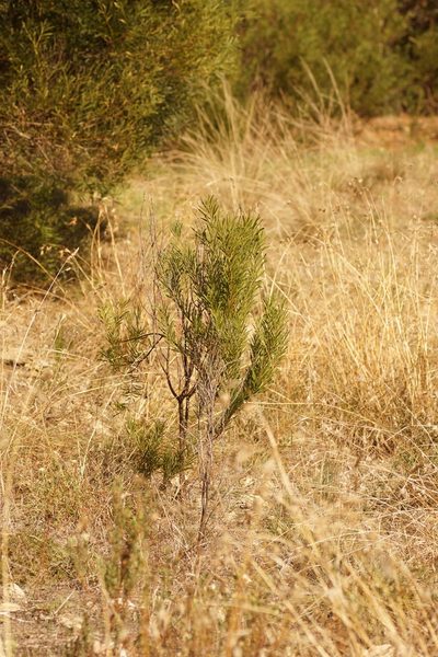 Acacia uncifolia, photographed by Rod Lowther