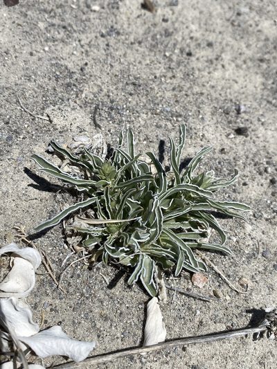 Frasera gypsicola, photographed by Matt Berger