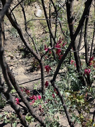 Lathyrus splendens, photographed by Sula Vanderplank