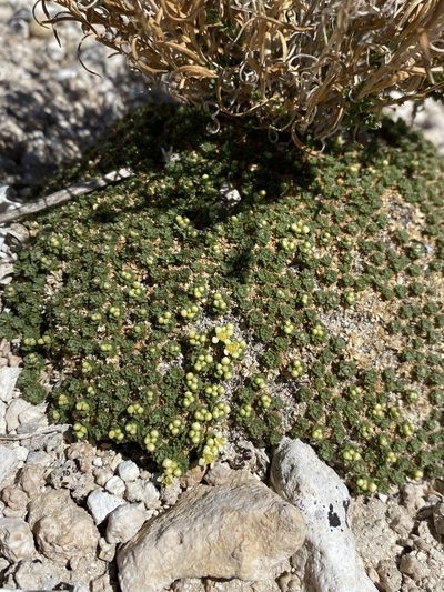 Lepidium nanum, photographed by Matt Berger