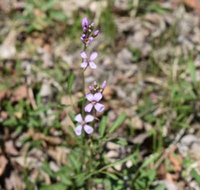 Cardamine trifida, photographed by Repina Tatyana