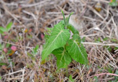 Cynanchum rostellatum, photographed by Zinogre