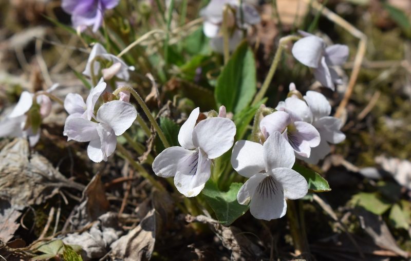 Viola prionantha, photographed by Repina Tatyana