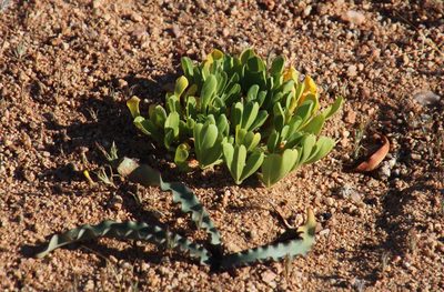 Oxalis louisae, photographed by Tony Rebelo