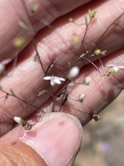 Nemacladus ramosissimus, photographed by Sula Vanderplank