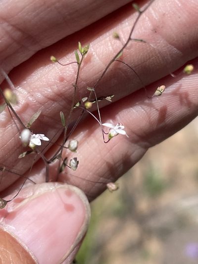Nemacladus ramosissimus, photographed by Sula Vanderplank