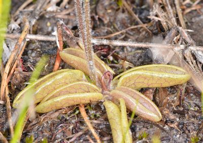 Pinguicula lusitanica, photographed by Don Loarie