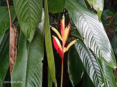 Heliconia psittacorum, photographed by Ong Jyh Seng