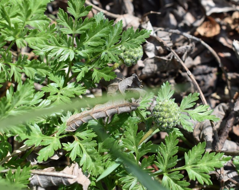 Adonis amurensis, photographed by Repina Tatyana