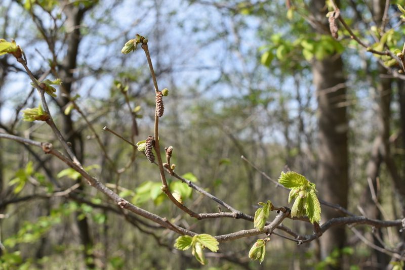 Corylus heterophylla, photographed by Repina Tatyana