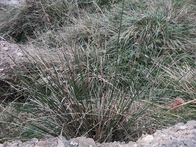 Juncus pallidus, photographed by naturewatchwidow