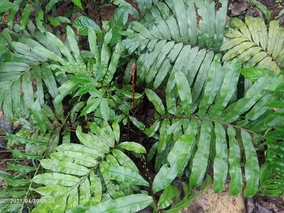 Blechnopsis finlaysoniana, photographed by Ong Jyh Seng