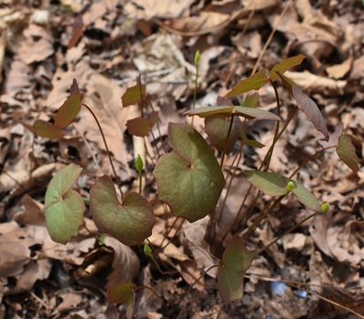 Plagiorhegma dubium, photographed by Repina Tatyana