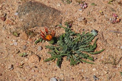 Gazania leiopoda, photographed by Tony Rebelo