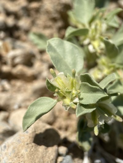 Acleisanthes nevadensis, photographed by Matt Berger