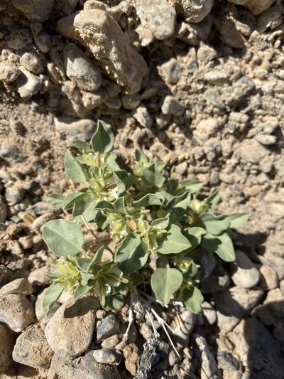 Acleisanthes nevadensis, photographed by Matt Berger