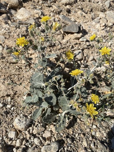 Mentzelia oreophila, photographed by Matt Berger