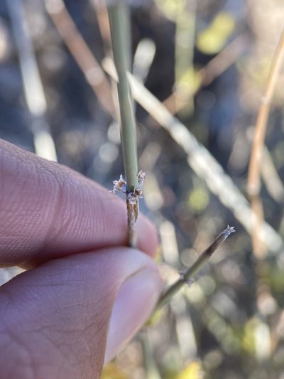 Ephedra funerea, photographed by Matt Berger