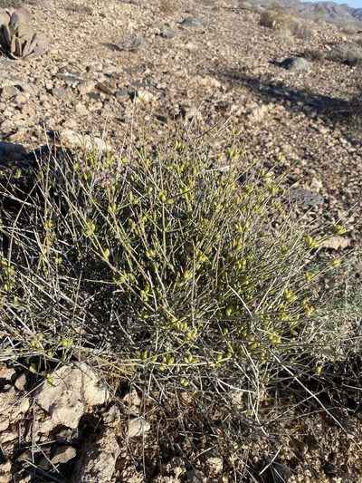 Ephedra funerea, photographed by Matt Berger