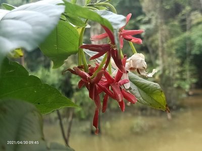 Combretum indicum, photographed by Ong Jyh Seng