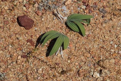 Babiana curviscapa, photographed by Tony Rebelo