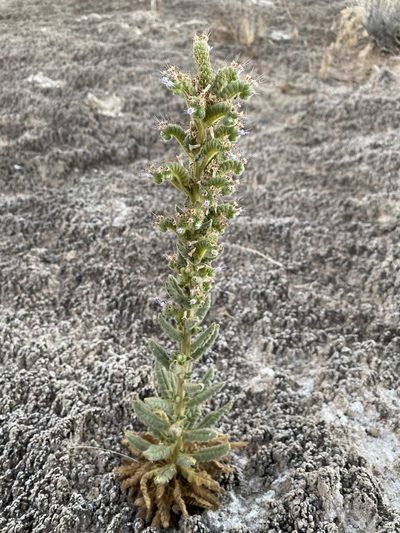 Phacelia palmeri, photographed by Matt Berger