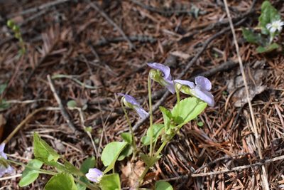 Viola sacchalinensis, photographed by Repina Tatyana