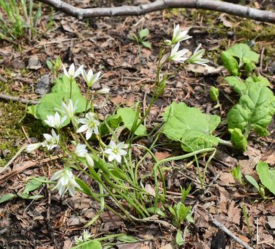 Gagea triflora, photographed by Repina Tatyana