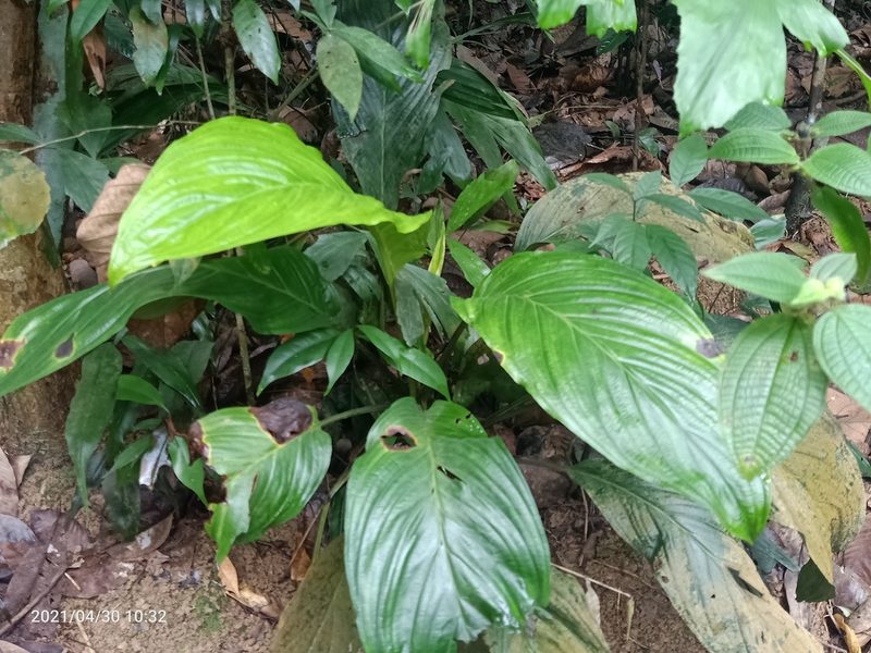 Tacca chantrieri, photographed by Ong Jyh Seng