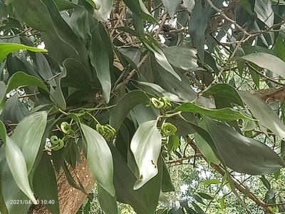 Acacia mangium, photographed by Ong Jyh Seng